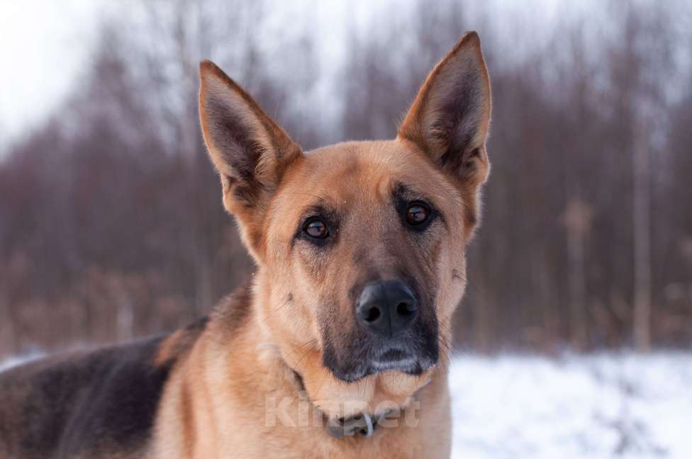Собаки в Ногинске: Ерема - метис немецкой овчарки ждет свою семью в приюте Мальчик, Бесплатно - фото 9