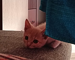 Кошки в Тюмени: Котёнок в добрые руки Девочка, Бесплатно - фото 1