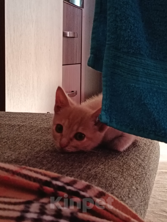 Кошки в Тюмени: Котёнок в добрые руки Девочка, Бесплатно - фото 1