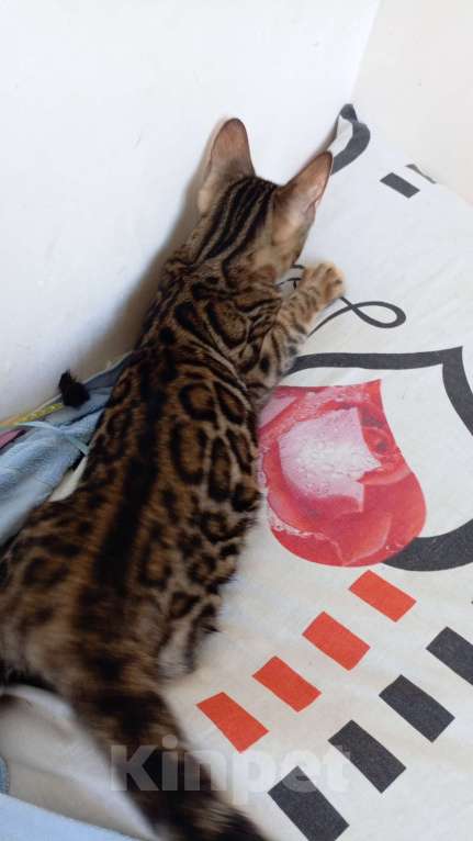 Кошки в Махачкале: Бенгальский котёнок Мальчик, 35 000 руб. - фото 4