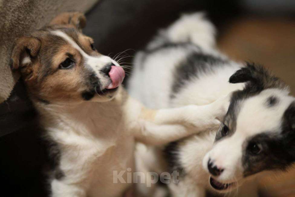 Собаки в Москве: Белый щенок Мальчик, Бесплатно - фото 3