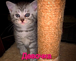 Кошки в Ельце: Шотландский котенок Девочка, 2 500 руб. - фото 1