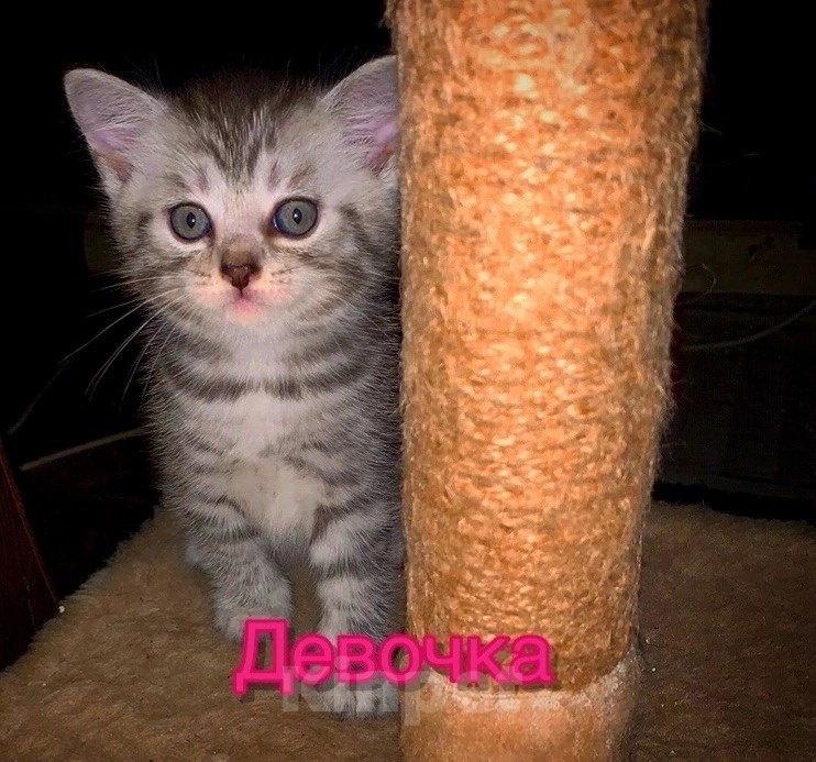 Кошки в Ельце: Шотландский котенок Девочка, 2 500 руб. - фото 1