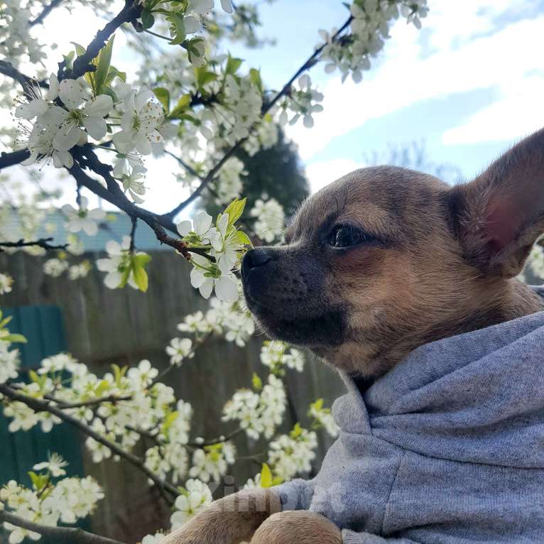 Собаки в Москве: Мальчик чихуахуа  Мальчик, 35 000 руб. - фото 3