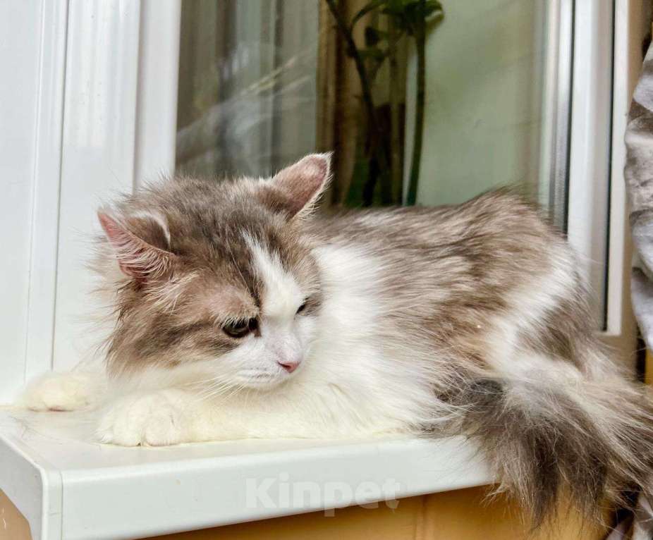 Кошки в Москве: Мелисса – пушистая кошечка в дар заботливым хозяевам Девочка, Бесплатно - фото 6