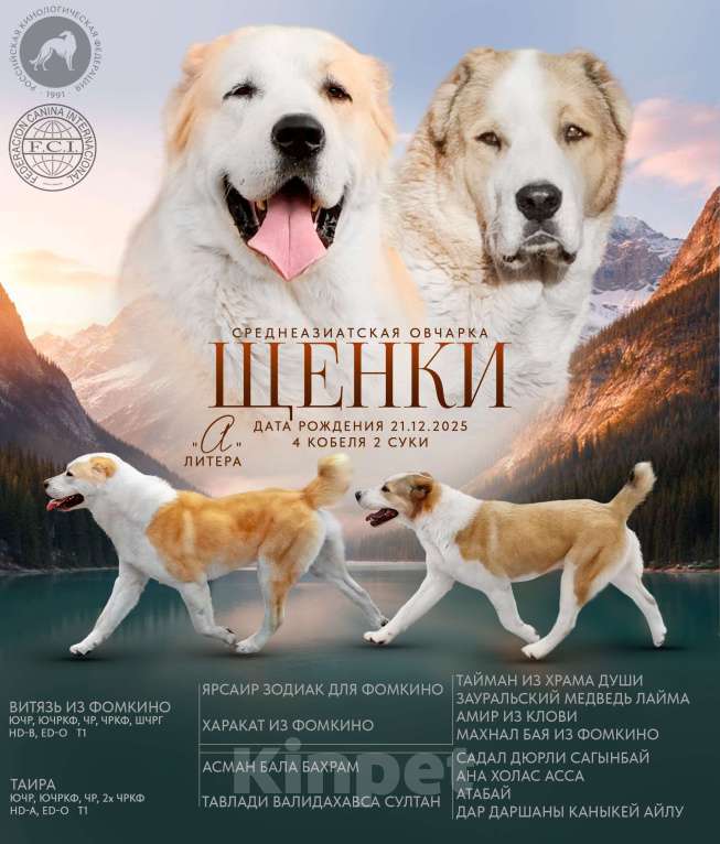 Собаки в Пскове: Среднеазиатская овчарка щенок алабай Девочка, 60 000 руб. - фото 2