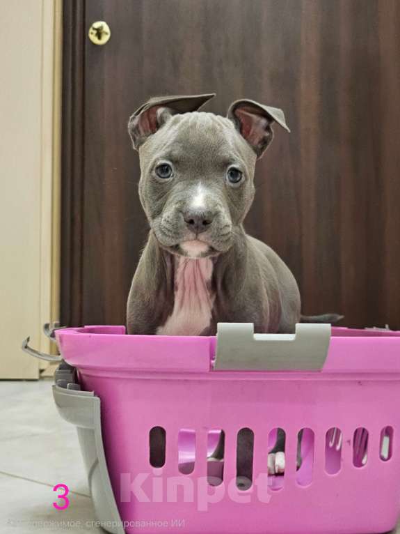 Собаки в Ивантеевке: Щенки Американский Стафаршиский Терьер  Девочка, 60 000 руб. - фото 1