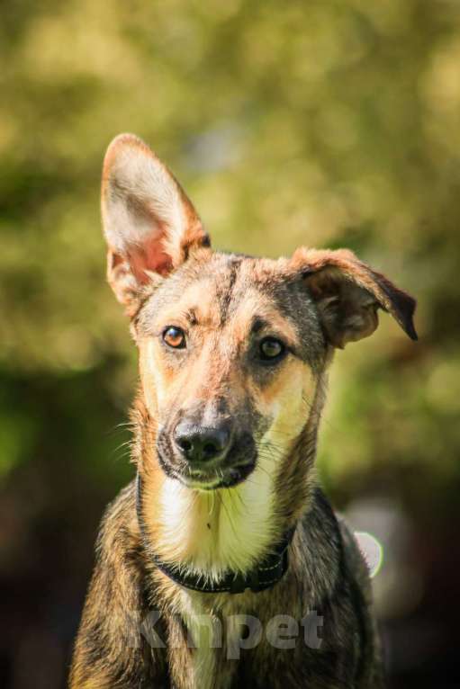 Собаки в Москве: Совершенно очаровательная и нежная девочка Шери ищет дом Девочка, 1 руб. - фото 2