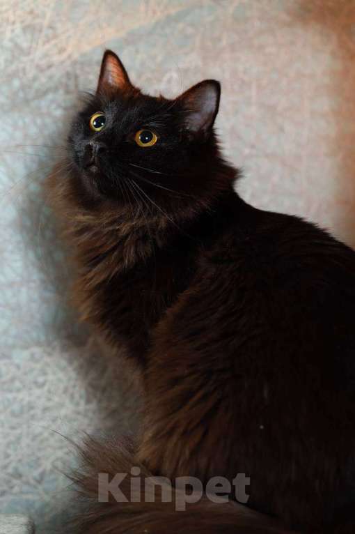 Кошки в Ивантеевке: Кошечка в добрые руки Девочка, Бесплатно - фото 2