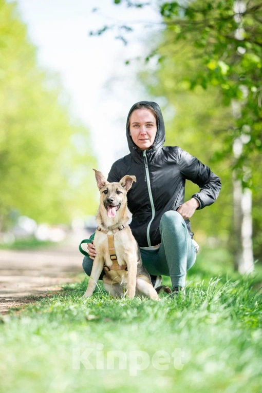 Собаки в Москве: Щенок в дар  Девочка, Бесплатно - фото 3