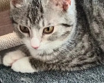 Кошки в Москве: Малышка Венди ищет дом Девочка, Бесплатно - фото 6