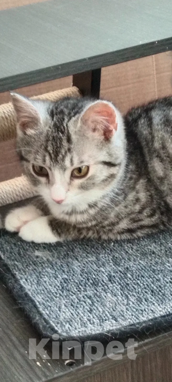 Кошки в Москве: Малышка Венди ищет дом Девочка, Бесплатно - фото 6