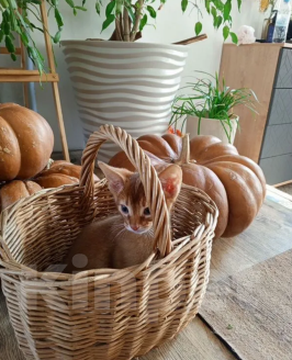 Кошки в Москве: Мальчик сорель Мальчик, 30 000 руб. - фото 2