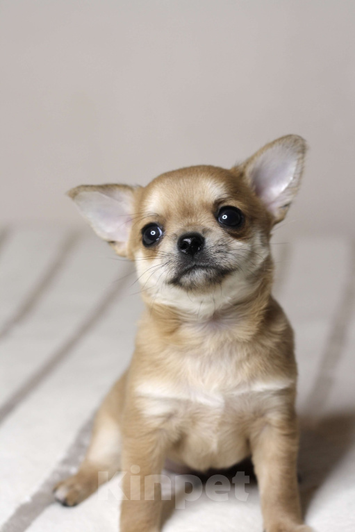 Собаки в Санкт-Петербурге: Брутальный мальчишка чихуахуа  Мальчик, 50 000 руб. - фото 6