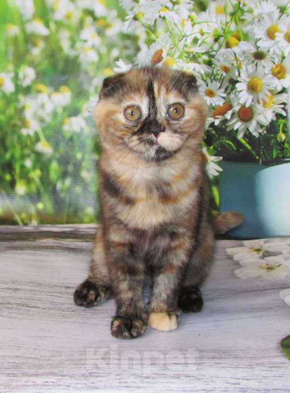 Кошки в Санкт-Петербурге: продаются шотландские котята Девочка, Бесплатно - фото 6