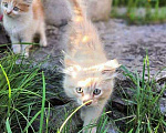 Кошки в Ульяновске: Очаровательные котята, мальчик и девочка ищут дом Мальчик, 10 руб. - фото 3