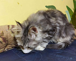 Кошки в Ливны: Котята мейн кун, 15 000 руб. - фото 7