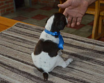 Собаки в Кореновске: Щенки породы курцхаар в питомнике IZ DIZERLAND Мальчик, 45 000 руб. - фото 2