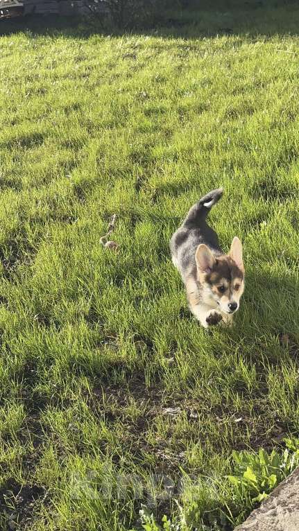 Собаки в Москве: Коржики  Мальчик, Бесплатно - фото 5