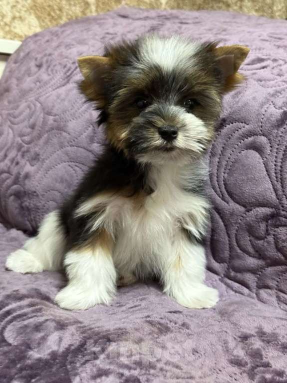 Собаки в Жуковском: Мальчик мини бивер Мальчик, 35 000 руб. - фото 1