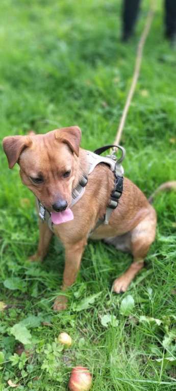 Собаки в Балашихе: небольшая собачка мега позитив спасена с СВО ищет семью Девочка, Бесплатно - фото 1