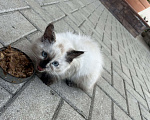 Кошки в Воронеже: Отдам котёнка Мальчик, Бесплатно - фото 2