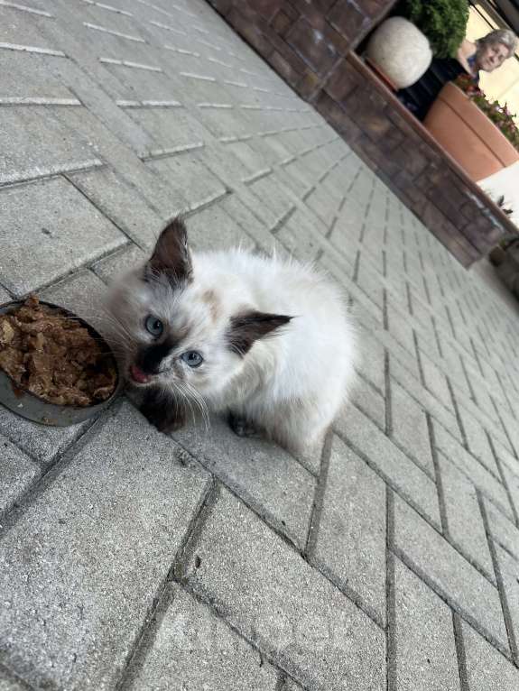 Кошки в Воронеже: Отдам котёнка Мальчик, Бесплатно - фото 2
