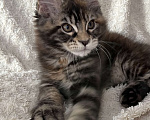 Кошки в Новосибирске: Породистые котята Мейн Кун  Мальчик, 25 000 руб. - фото 6