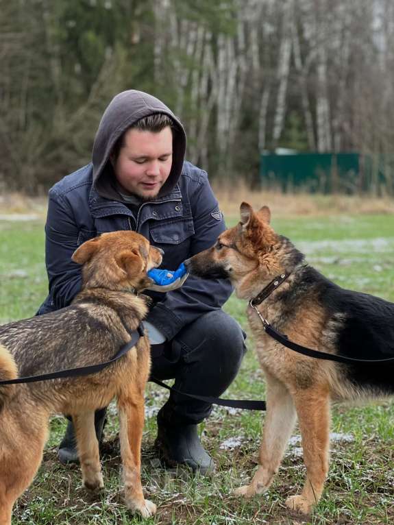 Собаки в Клине: Фундук — ласковый добряк, который ищет свою семью Мальчик, Бесплатно - фото 4