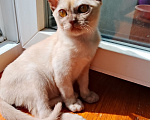 Кошки в Котельнике: Бурманские котята😻😻😻 Разнополые, 35 000 руб. - фото 6