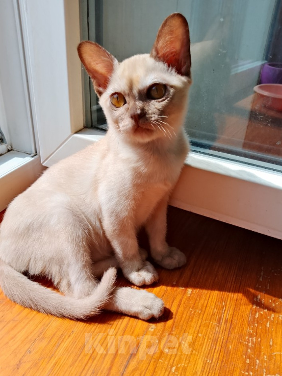 Кошки в Котельнике: Бурманские котята😻😻😻 Разнополые, 35 000 руб. - фото 6