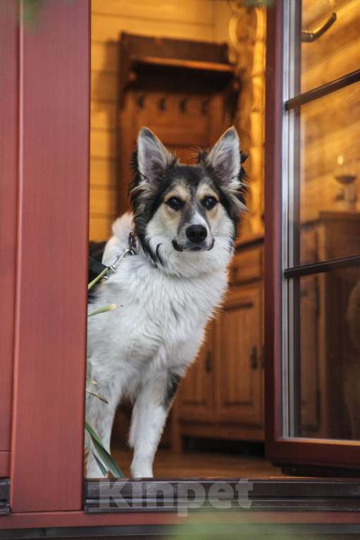 Собаки в Одинцово: Ласковая Ляля ищет дом Девочка, Бесплатно - фото 1