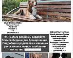 Собаки в Красноярске: Продам щенка Бордер Колли Мальчик, 110 000 руб. - фото 2