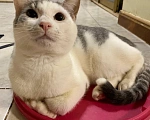Кошки в Голицыно: 💚 Ищем любящих и заботливых хозяев для котика 💚 Мальчик, Бесплатно - фото 6