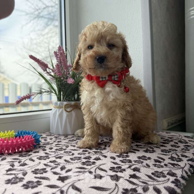 Собаки в Краснодаре: Той-Пудель Мальчик, 50 000 руб. - фото 5