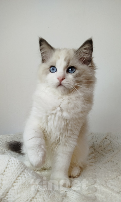 Кошки в Москве: Котик рэгдолл Мальчик, 85 000 руб. - фото 5