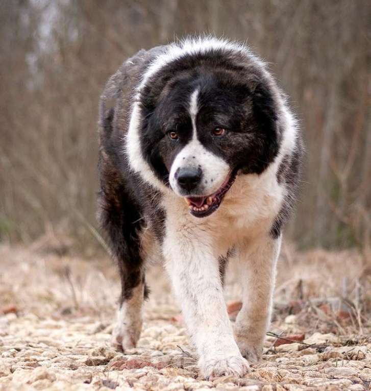 Собаки в Москве: Красавица алабай Фелиса в добрые руки Девочка, Бесплатно - фото 3