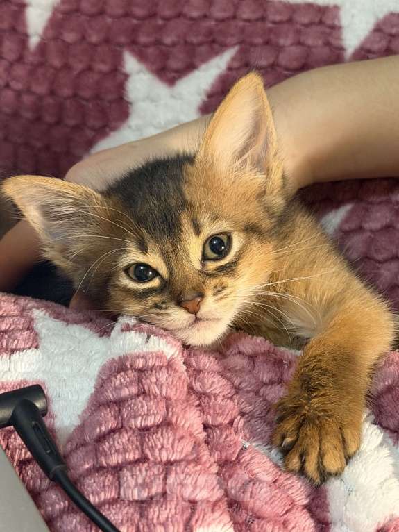 Кошки в Томске: Сомалийская кошечка 2 месяца Девочка, 30 000 руб. - фото 2