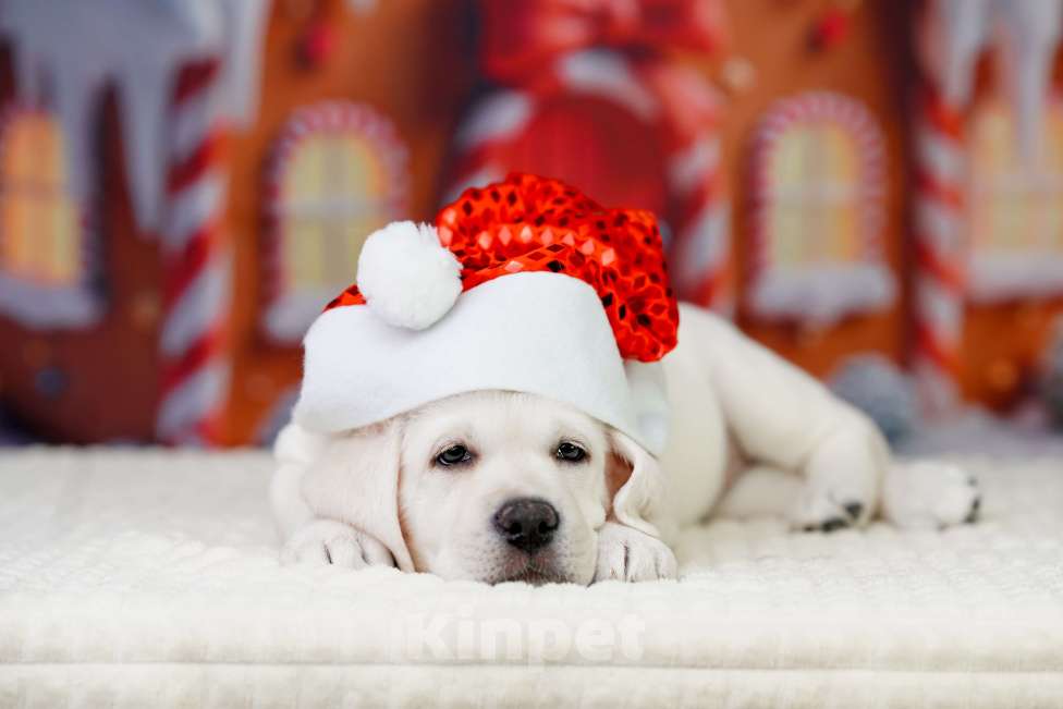 Собаки в Санкт-Петербурге: Щенки лабрадора Девочка, 70 000 руб. - фото 2