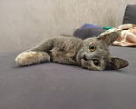 Кошки в Москве: Котенок Юкки ищет дом Девочка, Бесплатно - фото 5