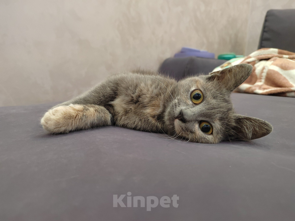Кошки в Москве: Котенок Юкки ищет дом Девочка, Бесплатно - фото 5