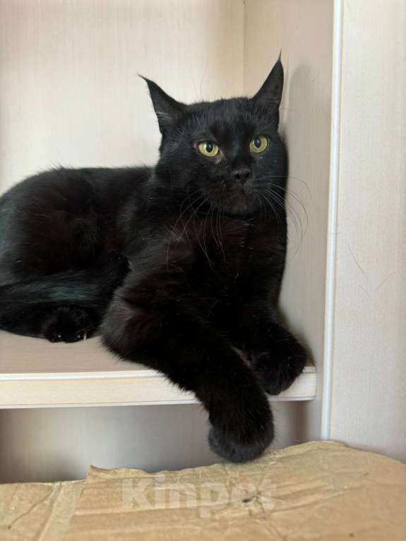 Кошки в Королеве: Кошечка-пантерка Луна Девочка, Бесплатно - фото 3