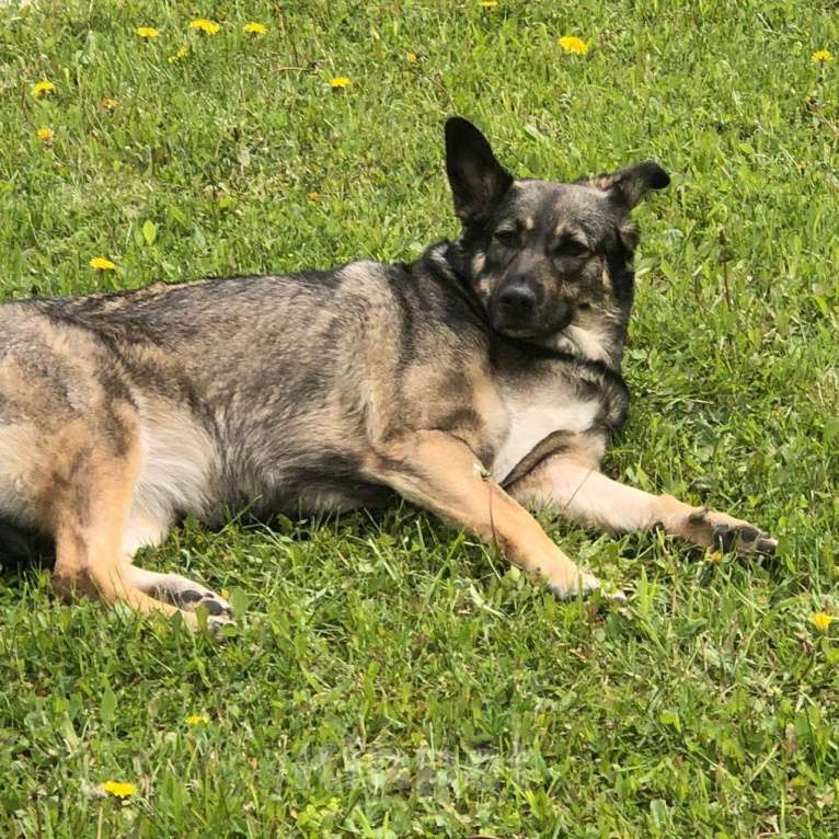 Собаки в Москве: ПОТЕРЯЛАСЬ СОБАКА! ПОМОГИТЕ НАЙТИ! Девочка, 50 000 руб. - фото 2