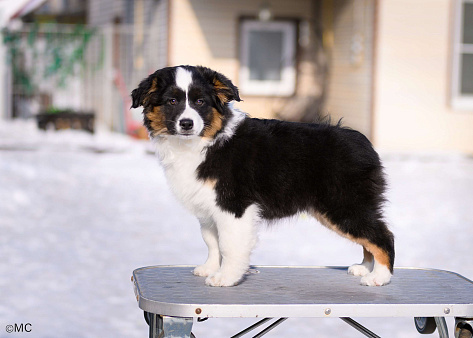 Продается девочка миниаусси
