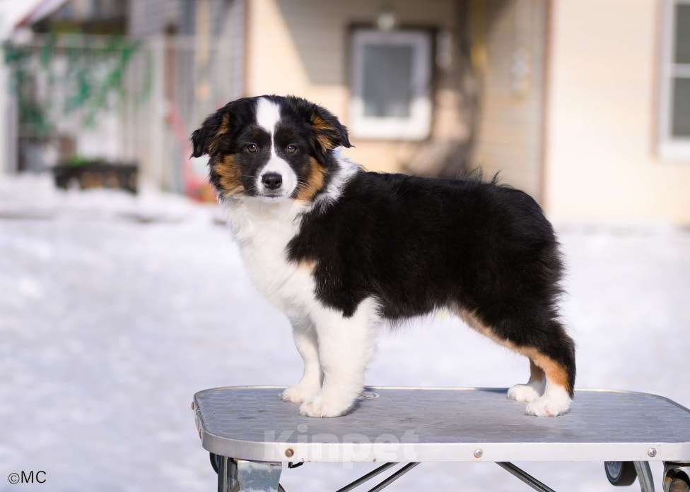 Собаки в других городах Московской области: Продается девочка миниаусси Девочка, 60 000 руб. - фото 1