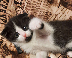 Кошки в Гатчине: Котята мальчики метисы от вислоухой шотландской Мальчик, 2 500 руб. - фото 6