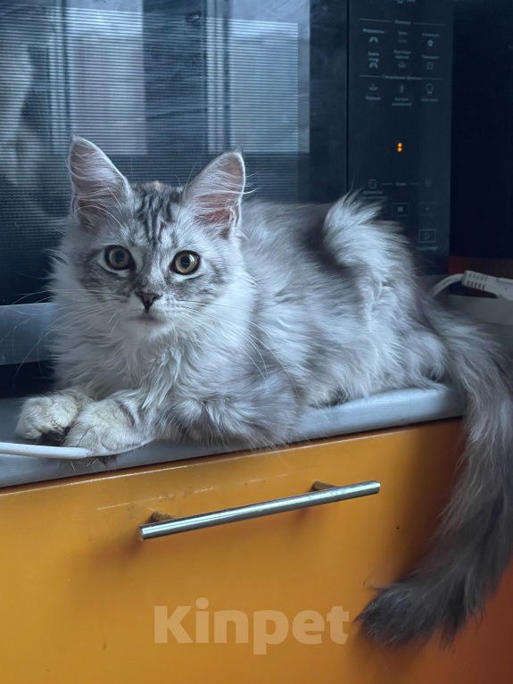 Кошки в Москве: Котенок мейн-кун Девочка, 35 000 руб. - фото 4