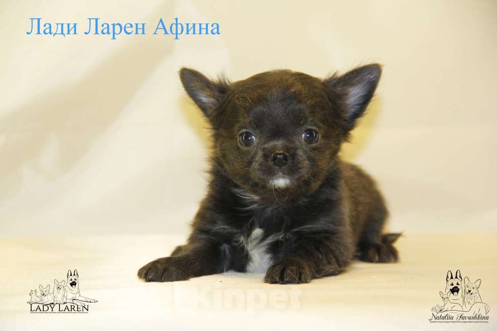 Собаки в Москве: Щенки чихуахуа Мальчик, Бесплатно - фото 1