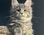 Кошки в Омске: Котенок Мейн кун Девочка, 45 000 руб. - фото 2