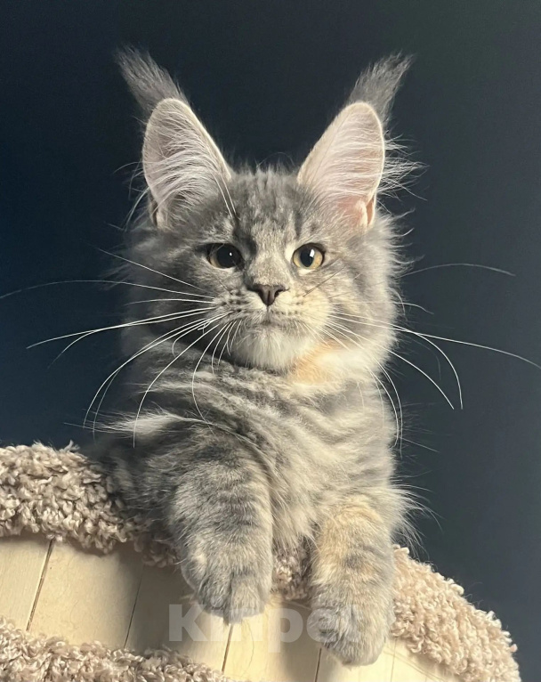 Кошки в Омске: Котенок Мейн кун Девочка, 45 000 руб. - фото 2